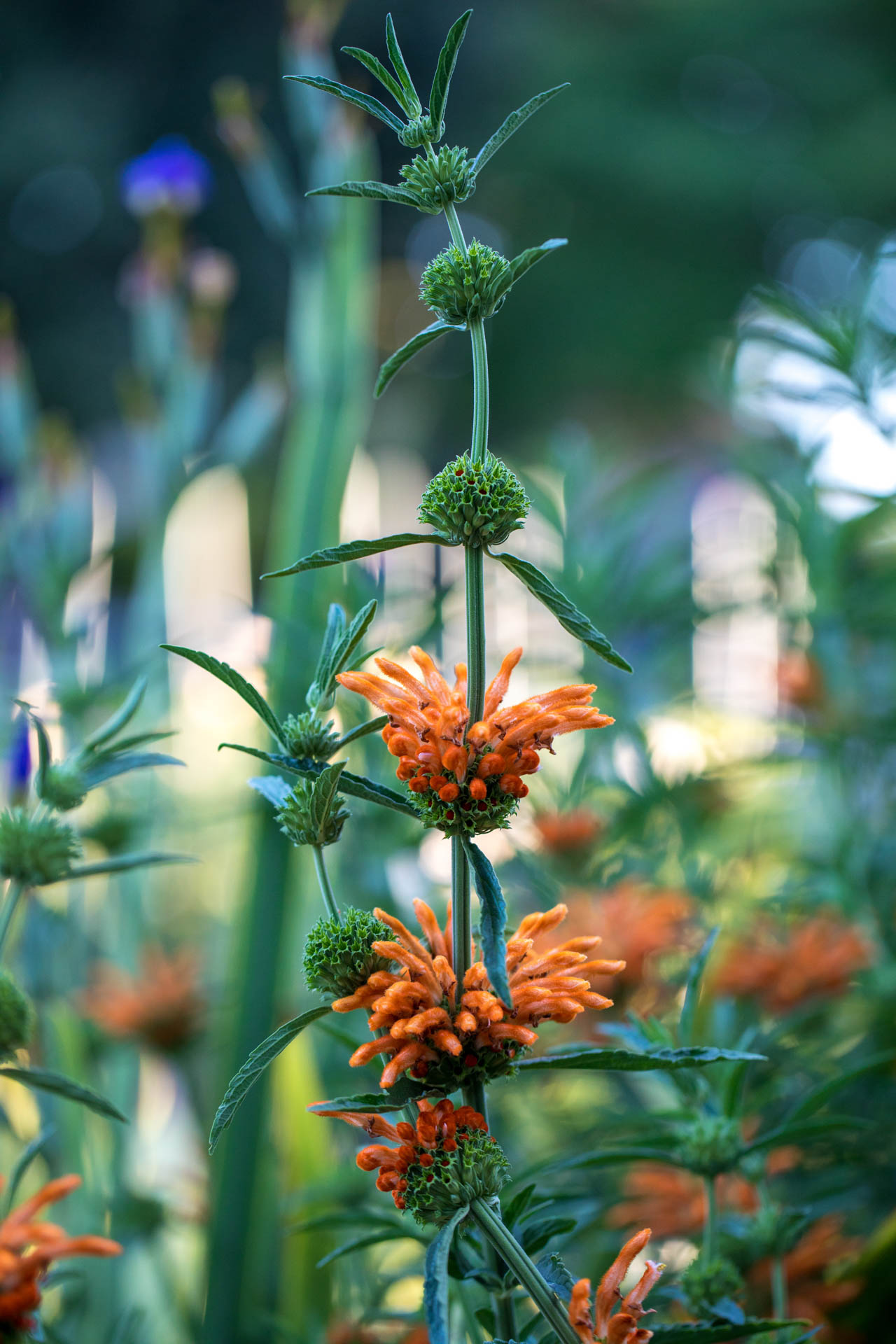 Orange Petaled Flower Blooming